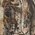 Realtree AP